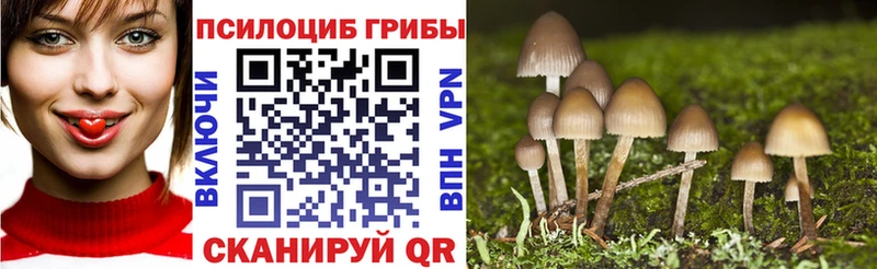 Купить где  Медынь  Галлюциногенные грибы Cubensis 